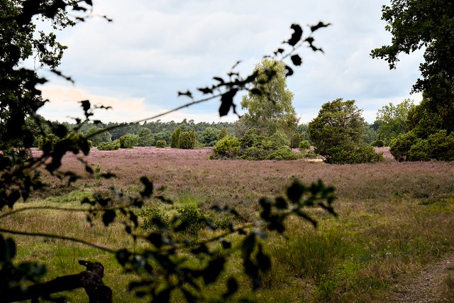 DSC05194gcrOcd